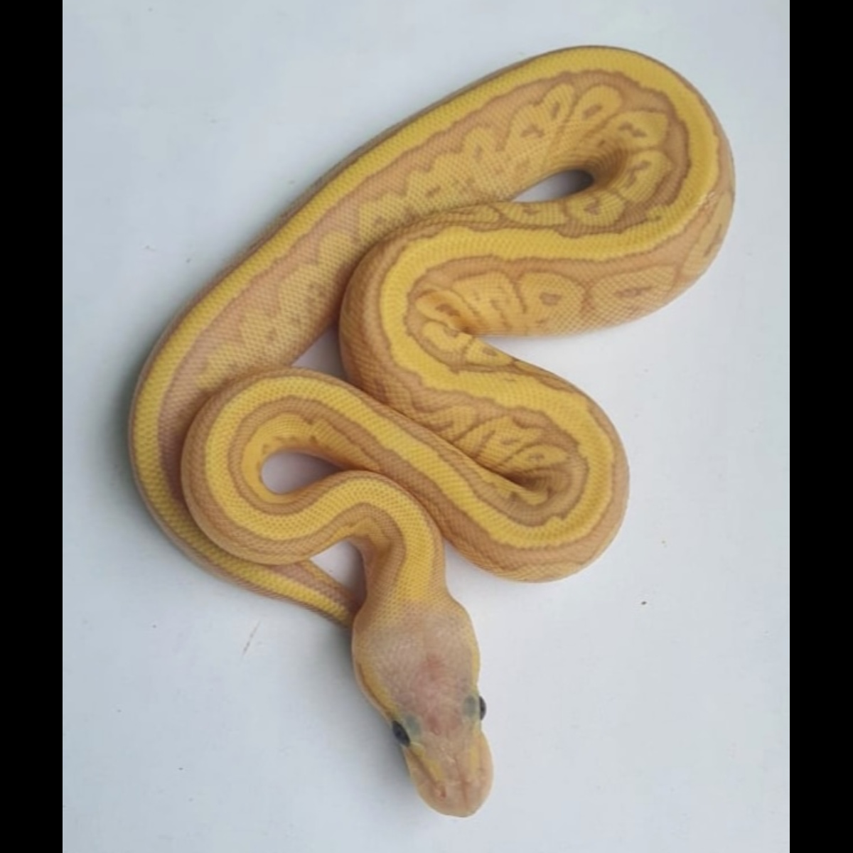 Ball Python Banana Leopar